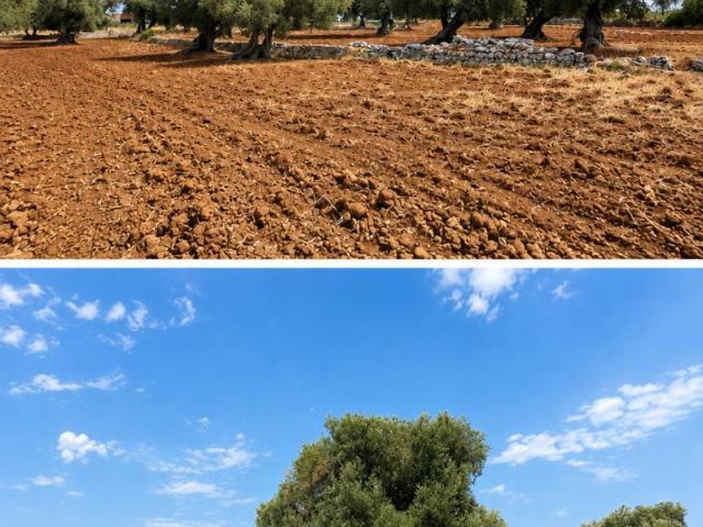 Terreno in vendita a Fasano, Brindisi