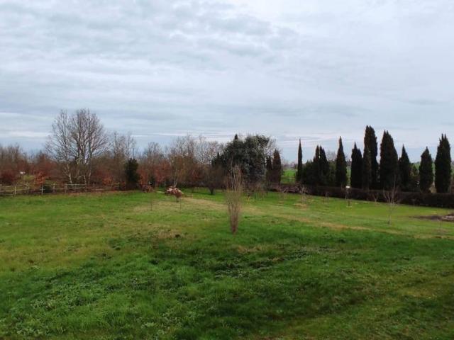 Terreno in vendita a Fauglia, Toscana