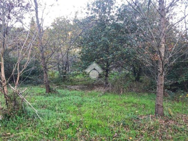 Terreno in vendita a Fauglia, Toscana
