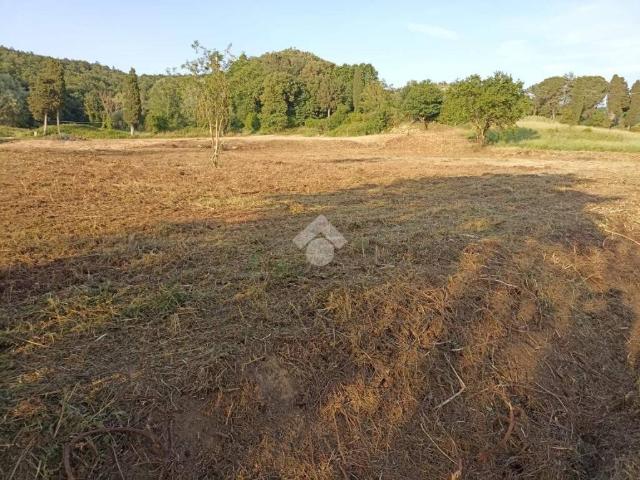 Terreno in vendita a Fauglia, Toscana