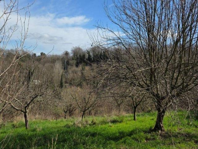 Terreno in vendita a Fauglia, Toscana