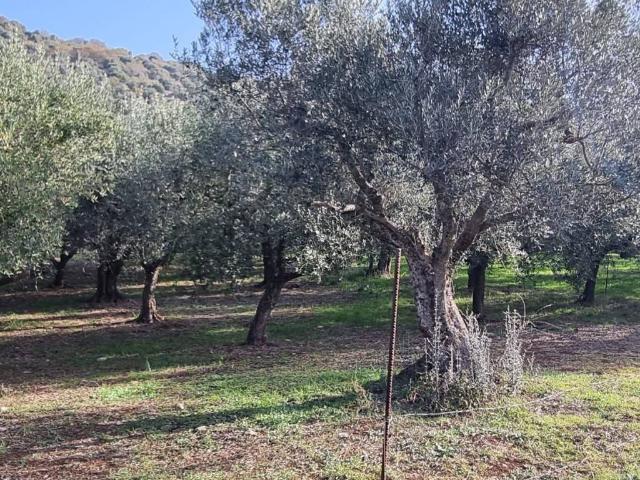 Terreno in vendita a Ferentino, Lazio