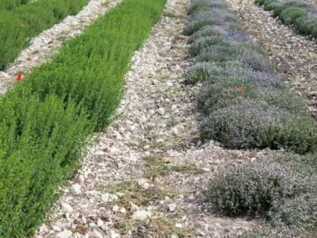 Terreno in vendita a Ponte Ete, Marche