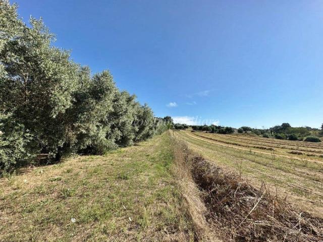 Terreno in vendita a Sant'Andrea, Marche
