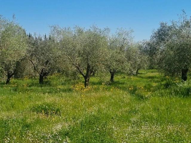 Terreno in vendita a Roma Capitale, Lazio