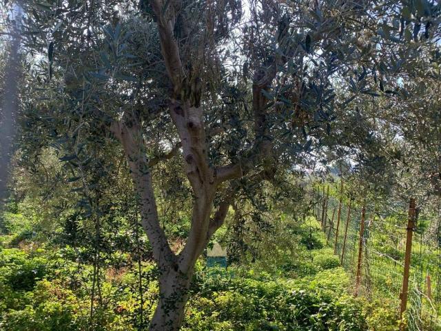 Terreno in vendita a Ficarazzi, Sicilia
