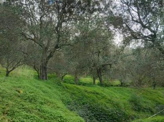 Terreno in vendita a Ficarra, Sicilia