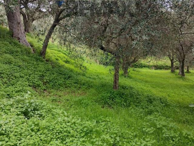Terreno in vendita a Ficarra, Sicilia