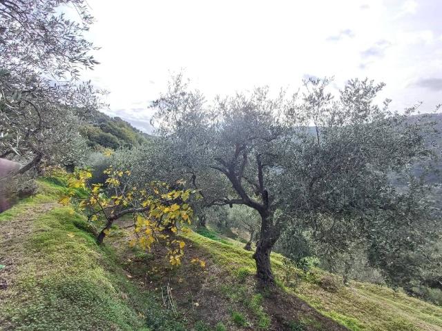 Terreno in vendita a Ficarra, Sicilia