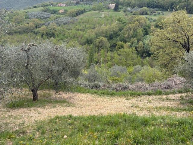 Terreno in vendita a Cappuccini, Ficulle