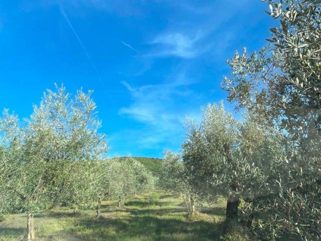 Terreno in vendita a Fiesole, Toscana