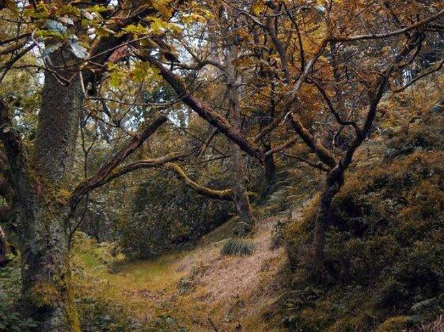 Terreno in vendita a Gagliana, Figline Valdarno