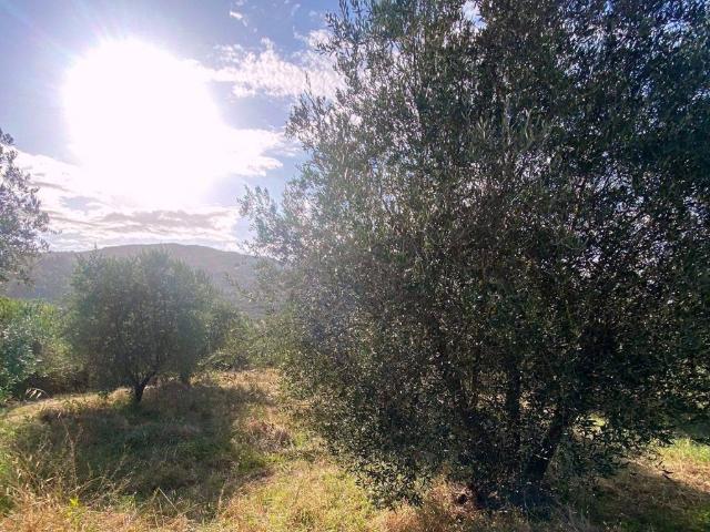 Terreno in vendita a Pian delle Macchie, Figline e Incisa Valdarno