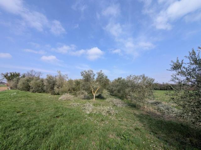 Terreno in vendita a Filottrano, Ancona