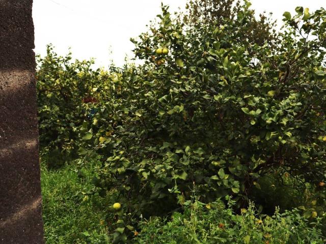 Terreno in vendita a Fiumefreddo Di Sicilia, Sicilia