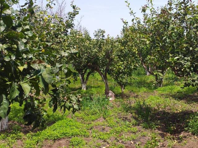 Terreno in vendita a Fiumefreddo Di Sicilia, Sicilia