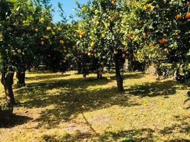 Terreno in vendita a Fiumefreddo Di Sicilia, Sicilia