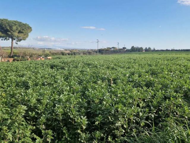 Terreno in vendita a Roma Capitale, Lazio