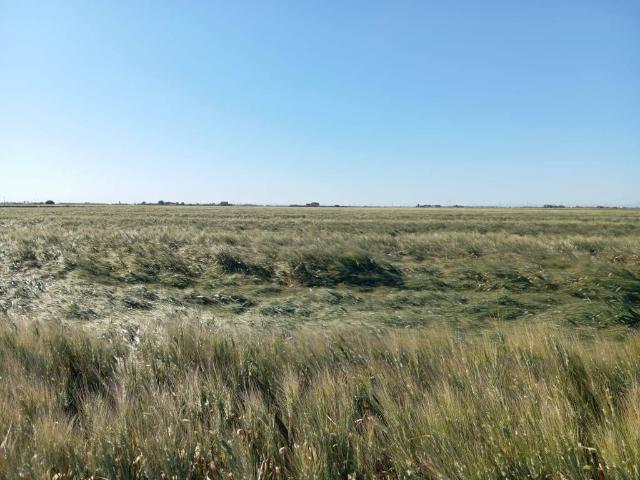 Terreno in vendita a Puglia, Foggia