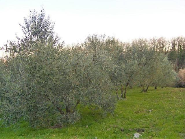 Terreno in vendita a Bettolle, Sinalunga