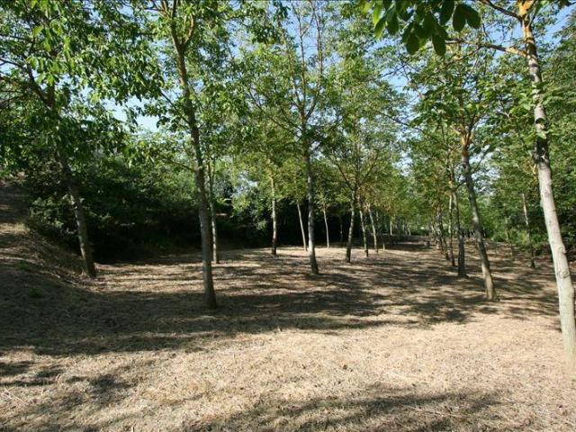 Terreno in vendita a Foiano Della Chiana, Toscana