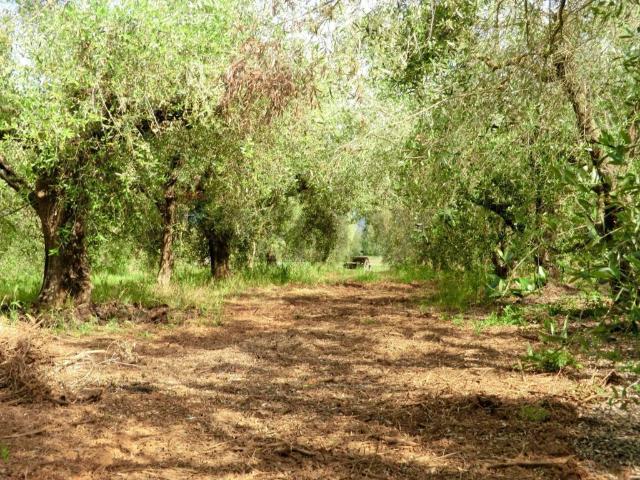 Terreno in vendita a Follonica, Toscana