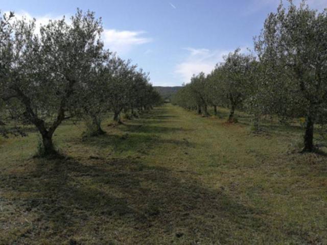 Terreno in vendita a Follonica, Toscana
