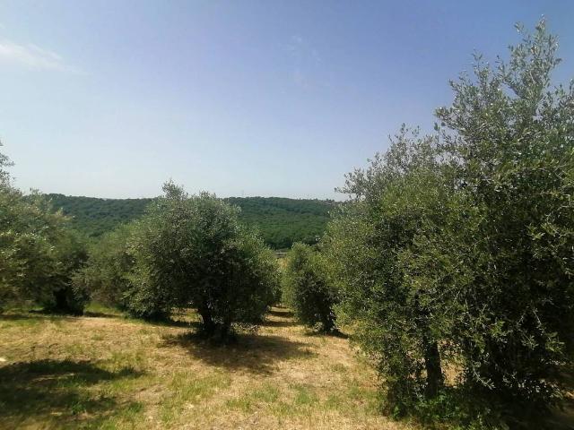 Terreno in vendita a Roma Capitale, Lazio