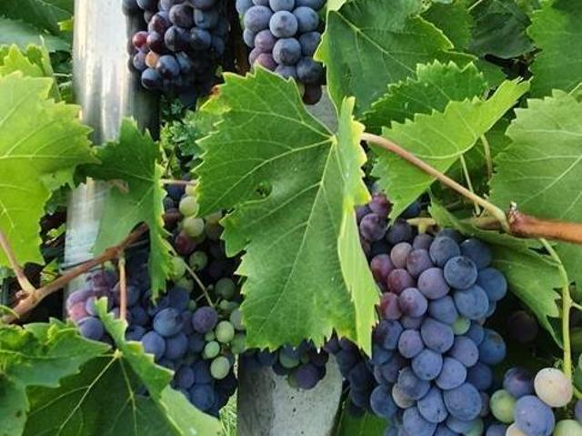 Terreno in vendita a Unione di Comuni della Romagna Forlivese, Quattro