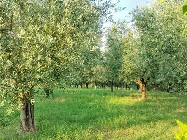 Terreno in vendita a Unione di Comuni della Romagna Forlivese, Quattro