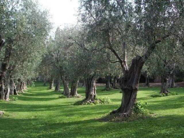 Terreno in vendita a Vaiana, Forte Dei Marmi
