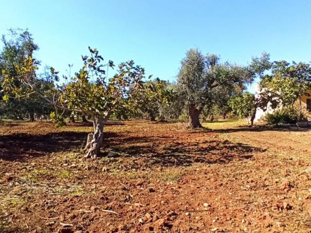 Terreno in vendita a Puglia, Brindisi