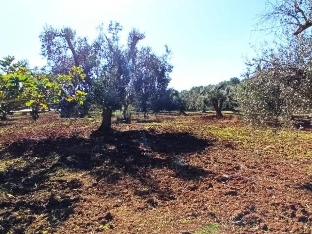 Terreno in vendita a Puglia, Brindisi