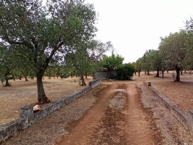 Terreno in vendita a Puglia, Brindisi