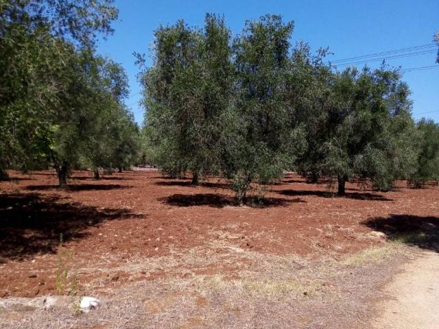 Terreno in vendita a Puglia, Brindisi