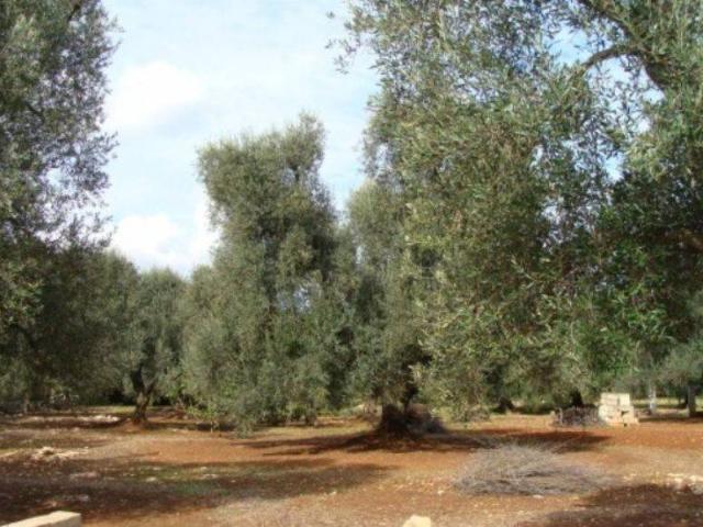 Terreno in vendita a Francavilla Fontana, Brindisi
