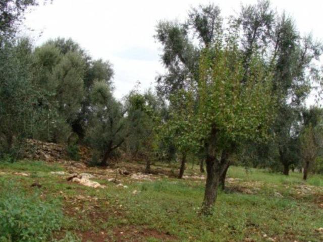 Terreno in vendita a Francavilla Fontana, Brindisi