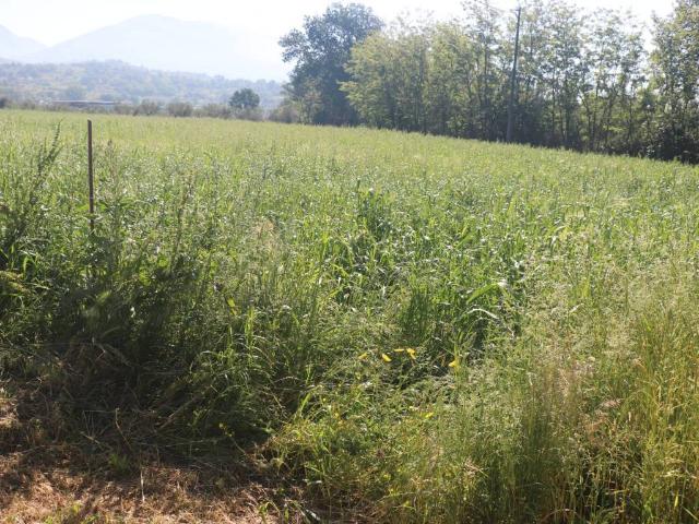 Terreno in vendita a Frasso Telesino, Campania