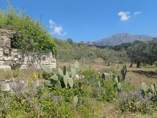 Terreno in vendita a Frasso Telesino, Campania
