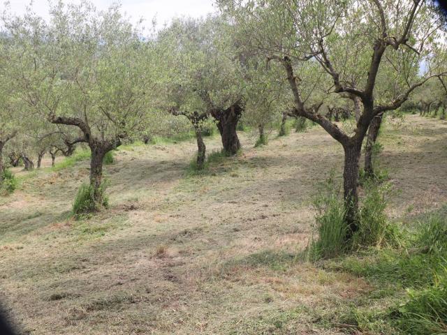 Terreno in vendita a Frasso Telesino, Campania