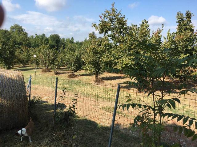 Terreno in vendita a Piemonte, Asti