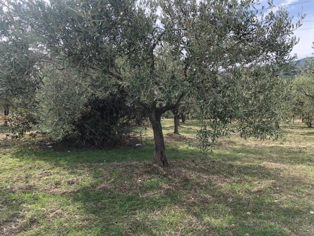 Terreno in vendita a Furnari, Sicilia
