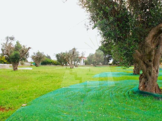 Terreno in vendita a Puglia, Lecce
