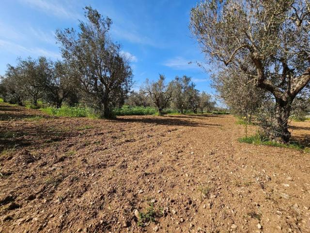 Terreno in vendita a Puglia, Lecce