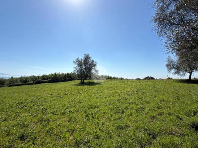 Terreno in vendita a Gallese, Lazio