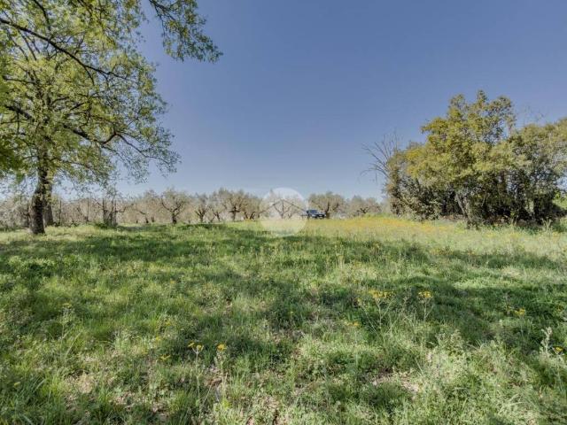 Terreno in vendita a Gallese, Lazio
