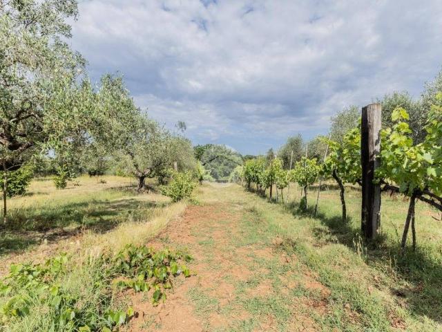 Terreno in vendita a Gallese, Lazio