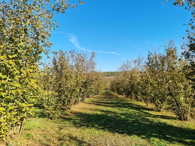 Terreno in vendita a Gallese, Lazio