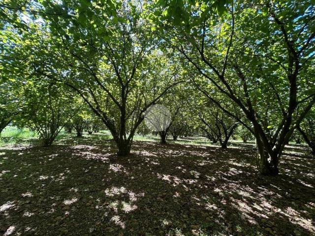 Terreno in vendita a Gallese, Lazio