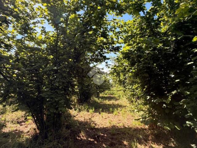 Terreno in vendita a Gallese, Lazio